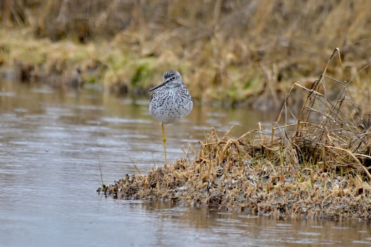 Greater Yellowlegs - ML634457281