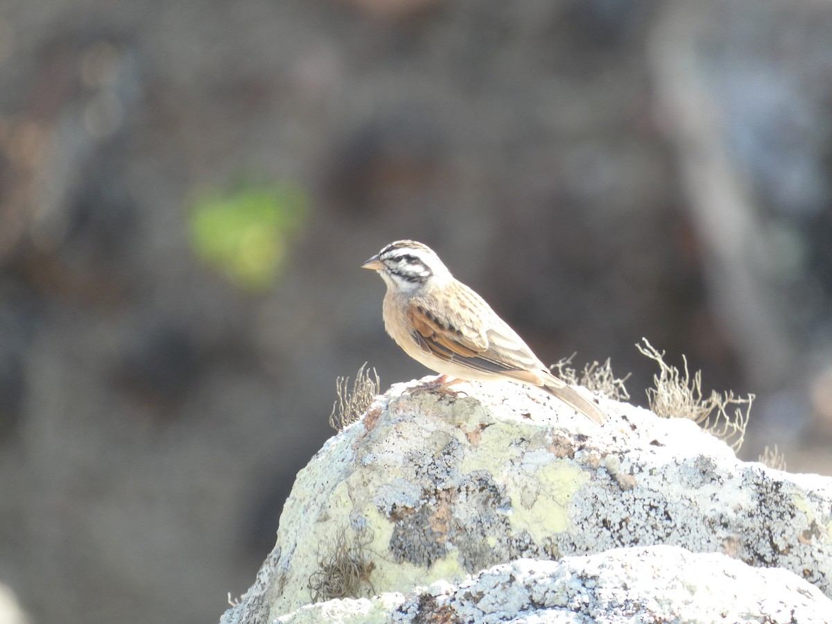 Socotra Bunting - ML634457334