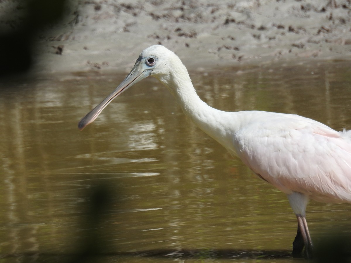 Roseate Spoonbill - ML634457505