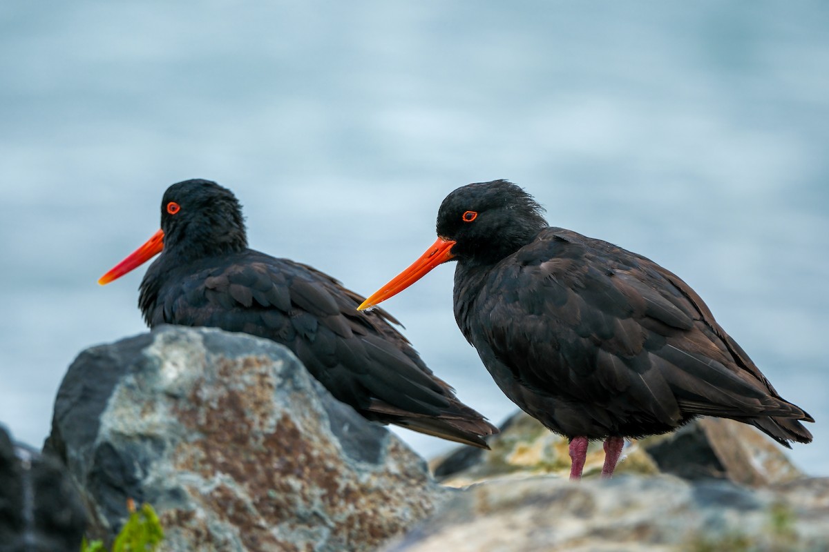 Variable Oystercatcher - ML634457510