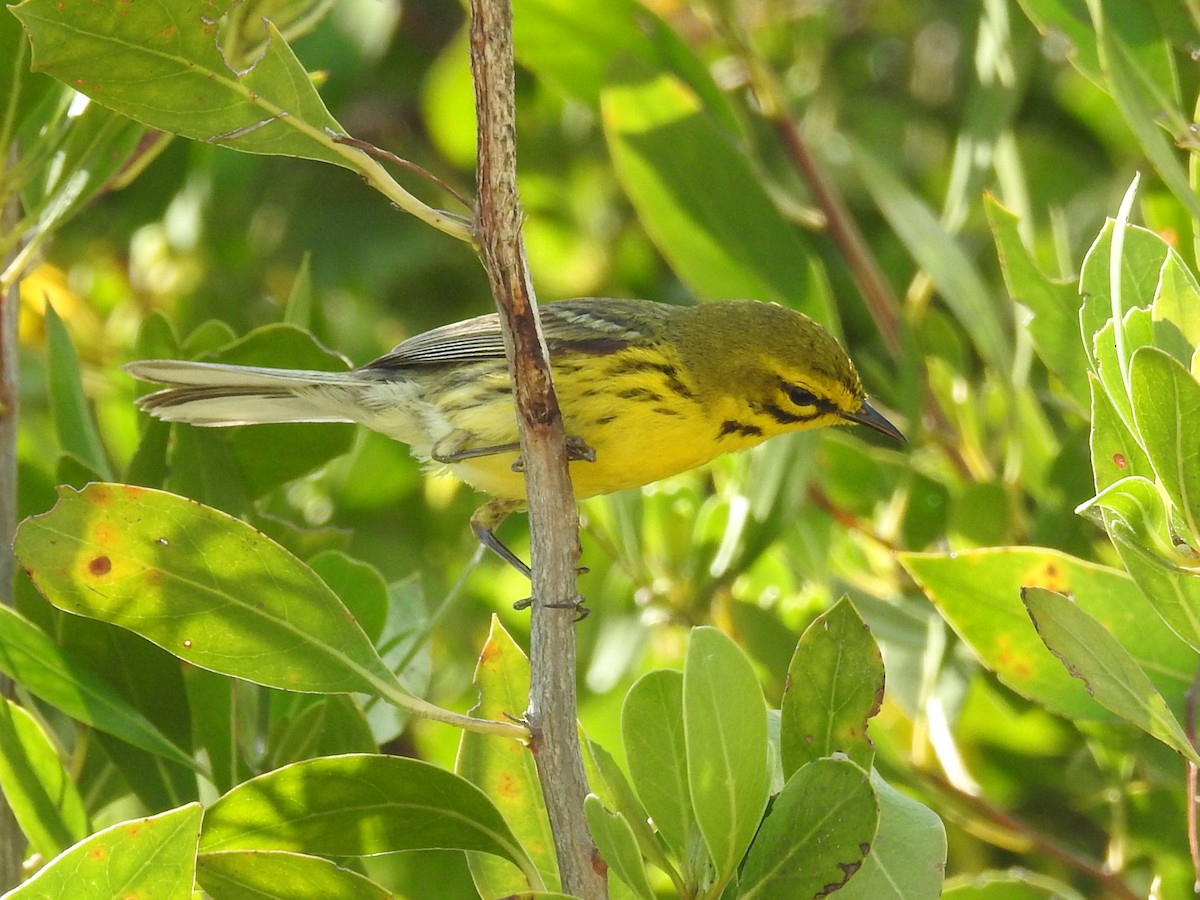 Prairie Warbler - ML634457526