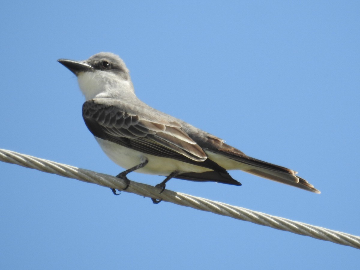Gray Kingbird - ML634457553