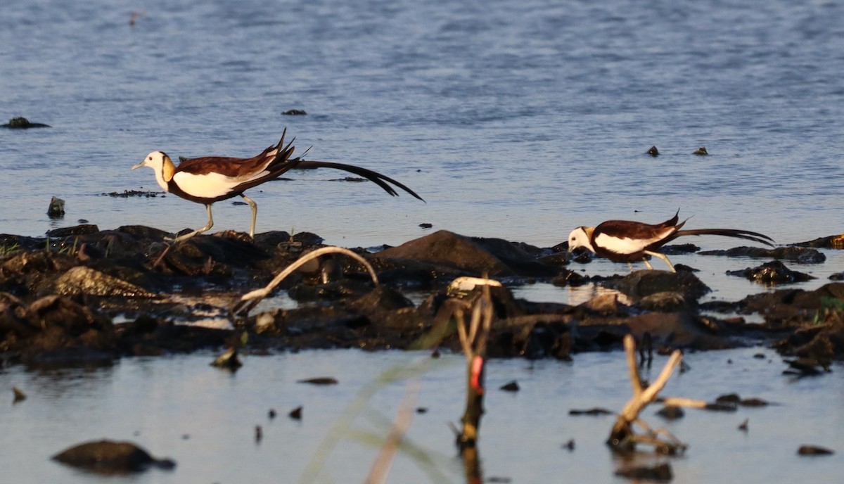 Pheasant-tailed Jacana - ML634457579