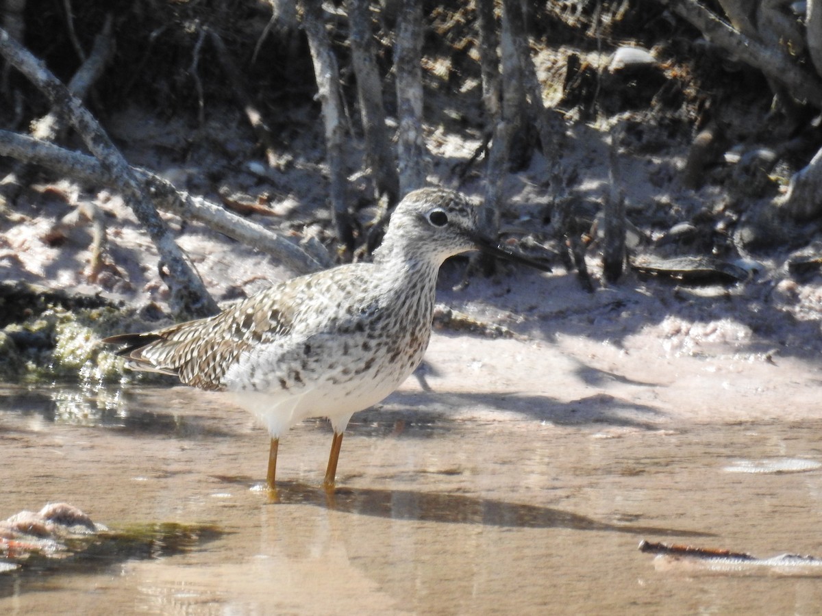 Lesser Yellowlegs - ML634457593