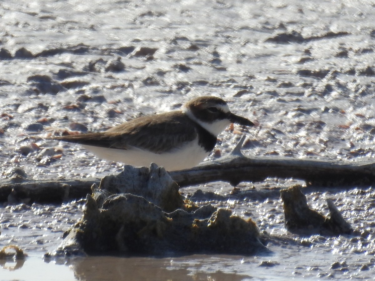 Wilson's Plover - ML634457661