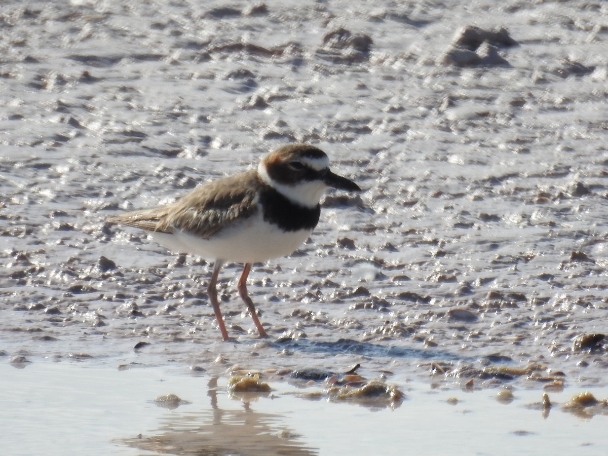 Wilson's Plover - ML634457669