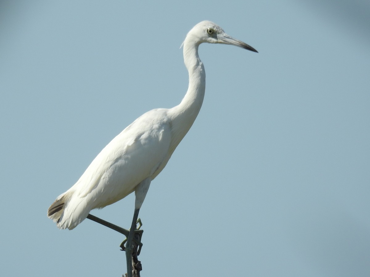 Little Blue Heron - ML634457742