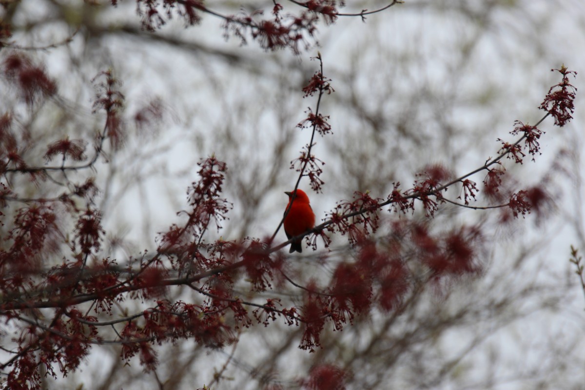 Scarlet Tanager - ML634457763