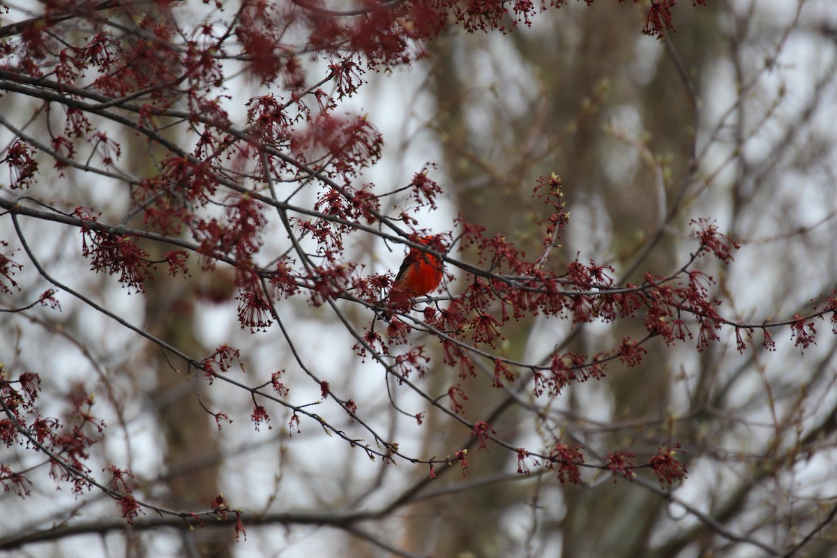 Scarlet Tanager - ML634457764