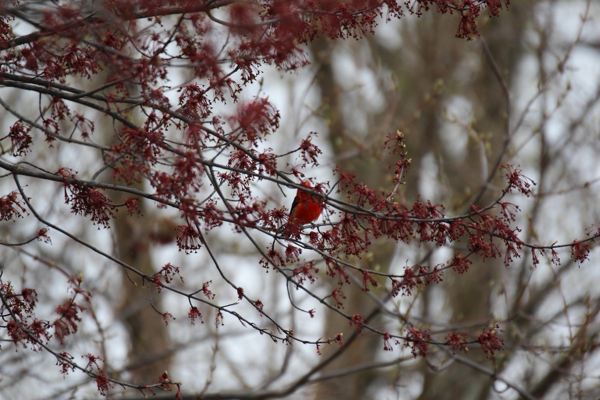 Scarlet Tanager - ML634457765