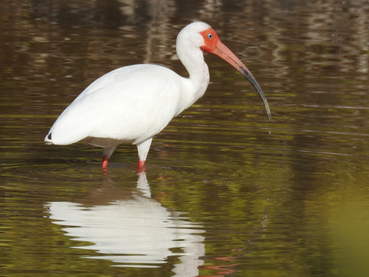 White Ibis - ML634457768