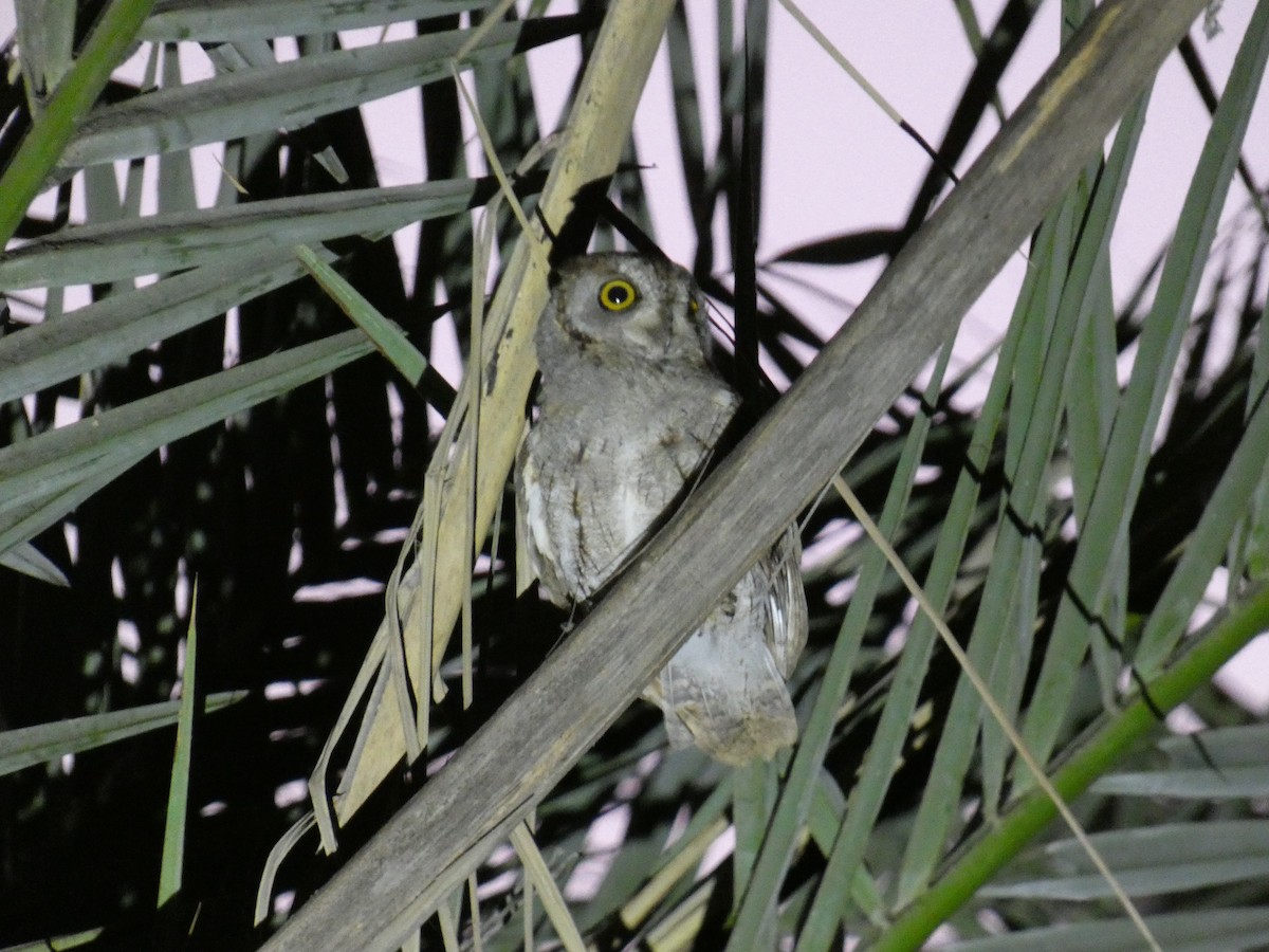 Socotra Scops-Owl - ML634457771