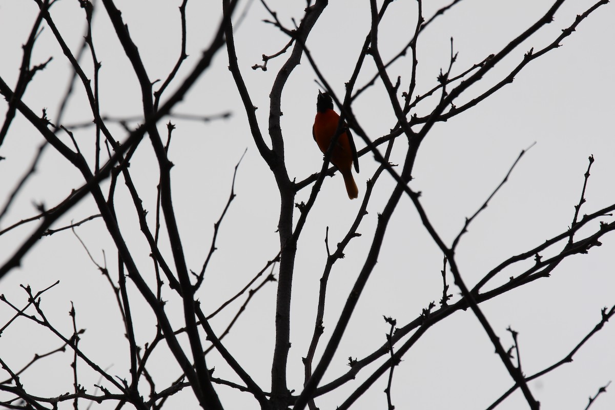 Baltimore Oriole - ML634457775