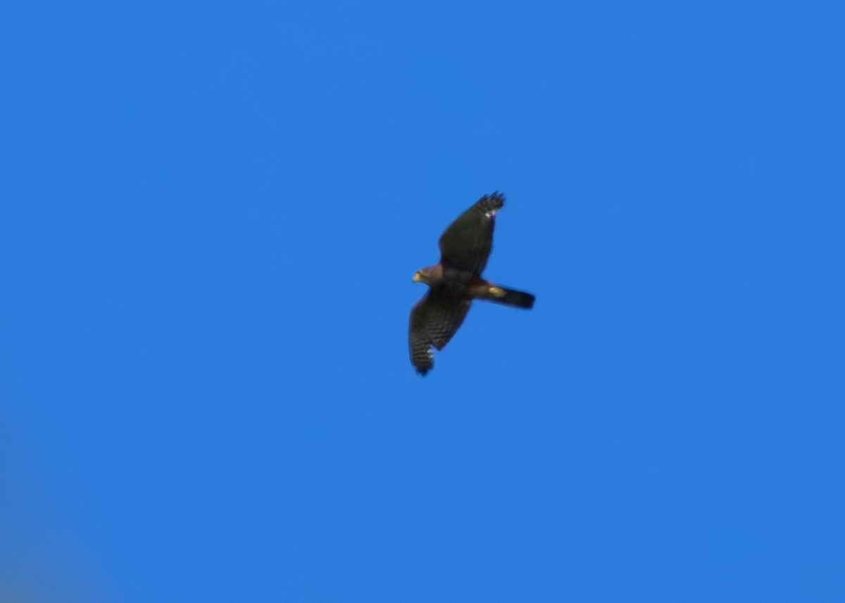 New Zealand Falcon - ML634457776
