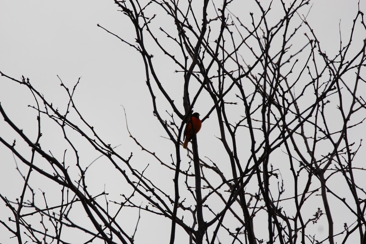 Baltimore Oriole - ML634457777