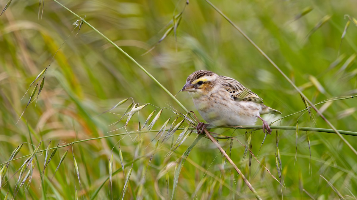 Yellow-crowned Bishop - ML634457826