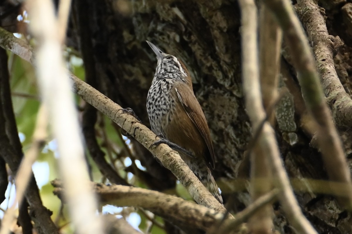Spot-breasted Wren - ML634457893