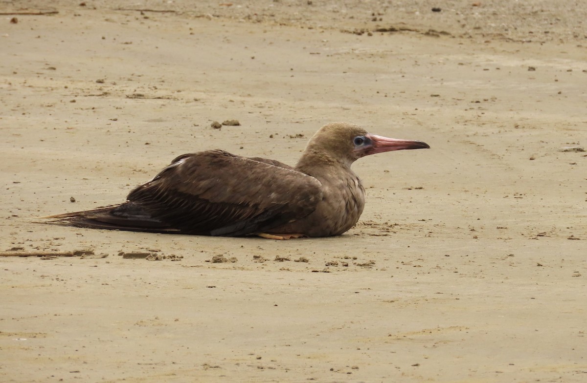 Red-footed Booby - ML634457947