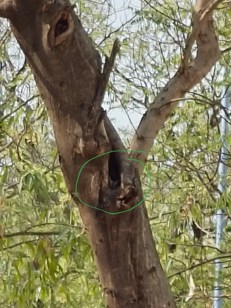 Indian Scops-Owl - ML634457999
