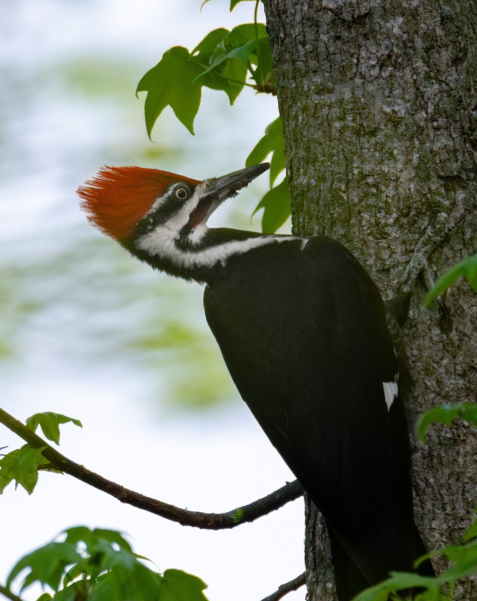Pileated Woodpecker - ML634458048