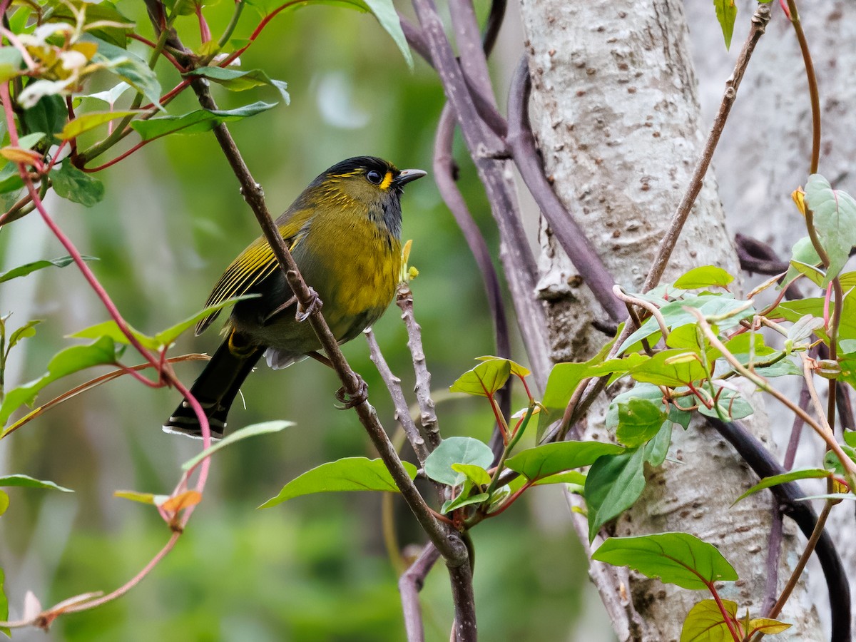 Taiwan Liocichla - ML634458190