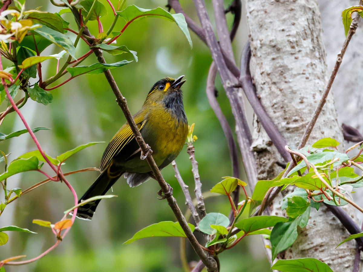 Taiwan Liocichla - ML634458192