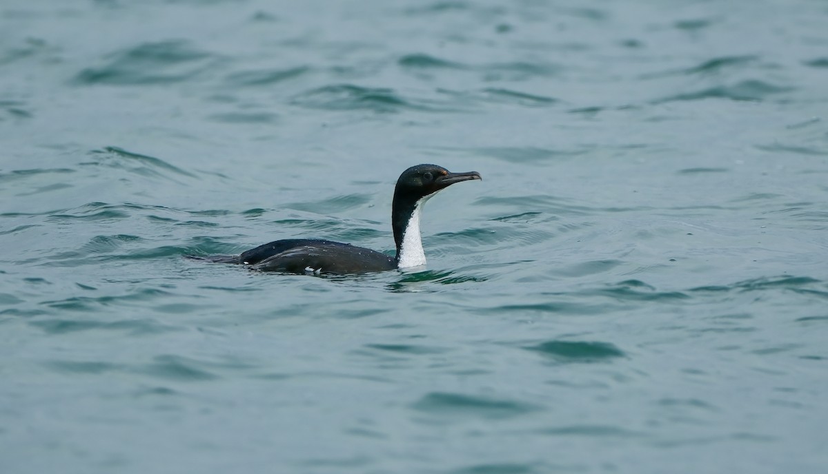 Stewart Island Shag (Otago) - ML634458469