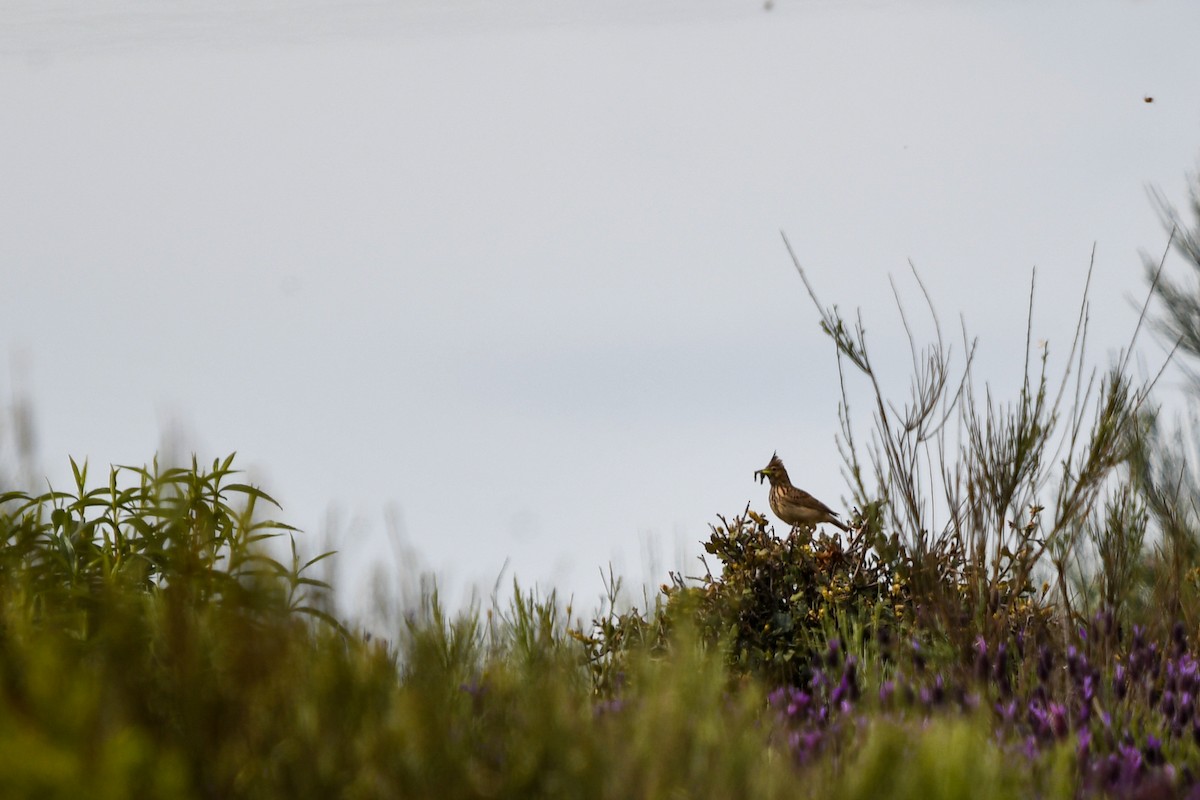 Thekla's Lark - ML634458593