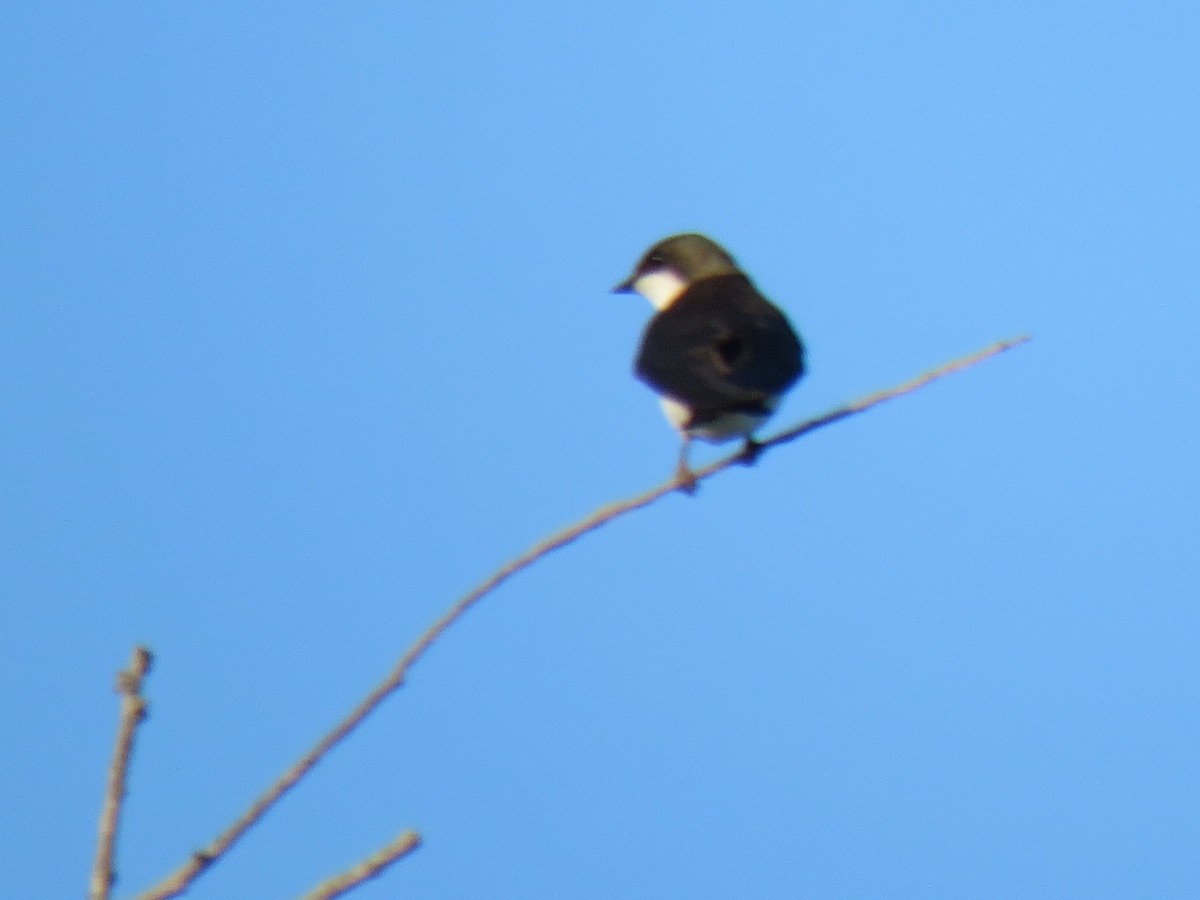 Tree Swallow - ML634458712