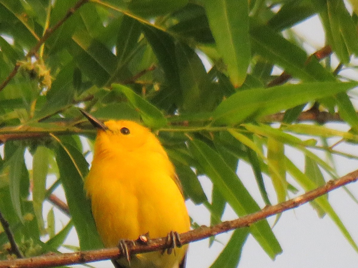 Prothonotary Warbler - ML634458719