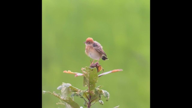 Golden-headed Cisticola - ML634458777