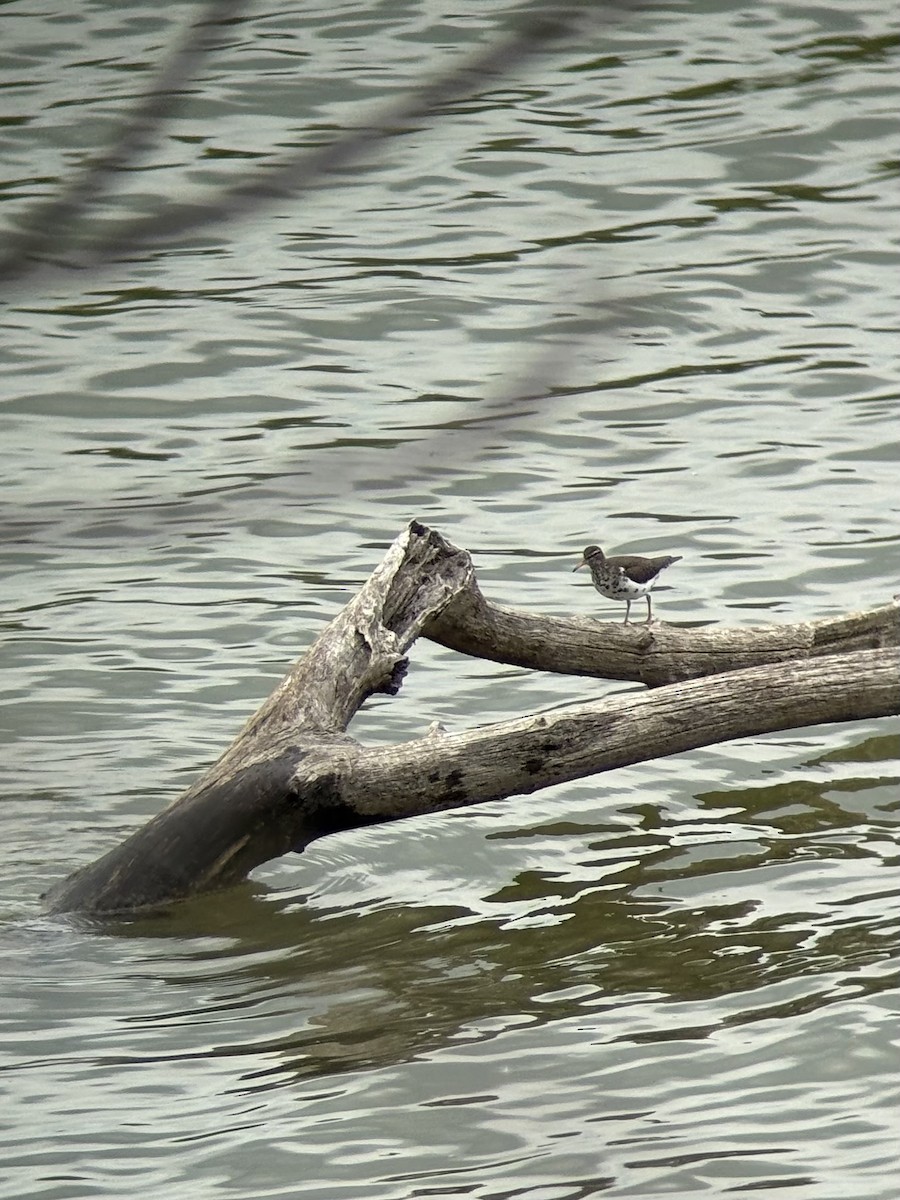 Spotted Sandpiper - ML634458826
