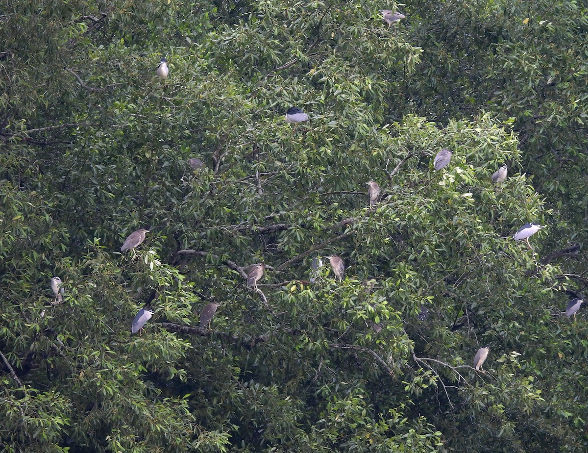 Black-crowned Night Heron - ML634458831