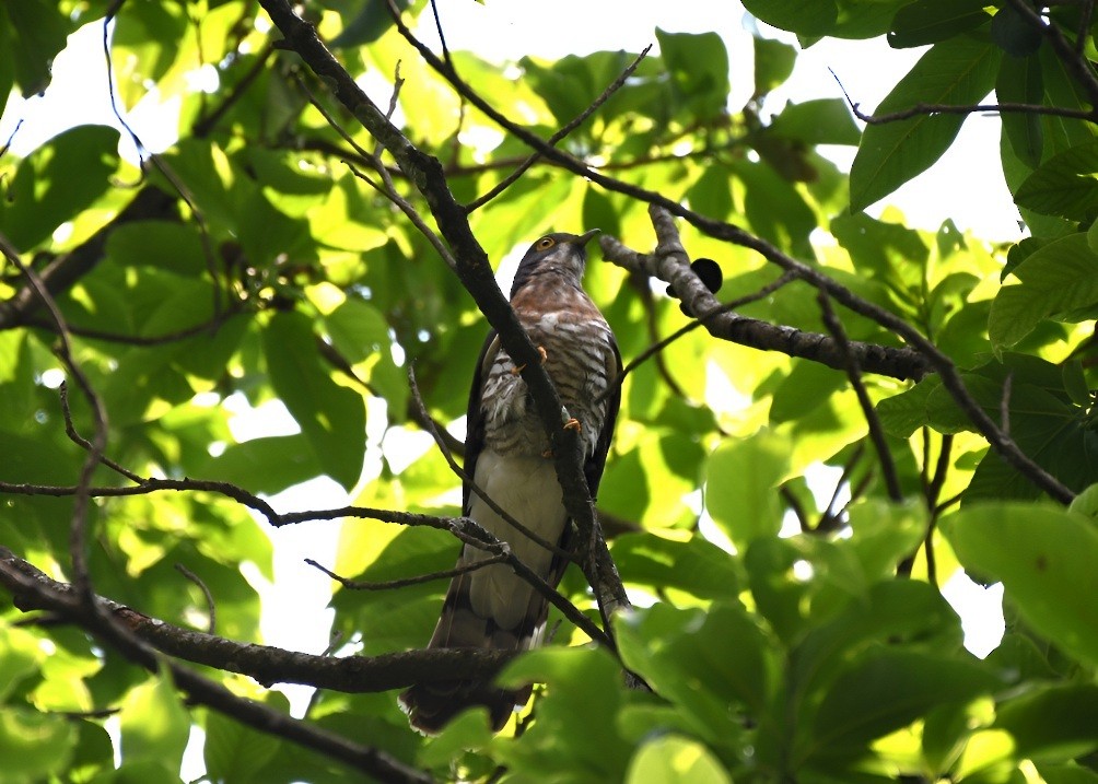 Large Hawk-Cuckoo - ML634458928