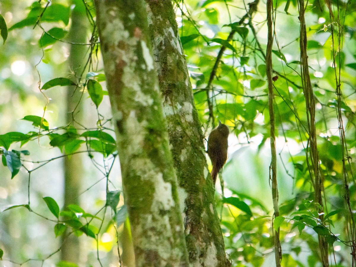 Plain-winged Woodcreeper - ML634458959