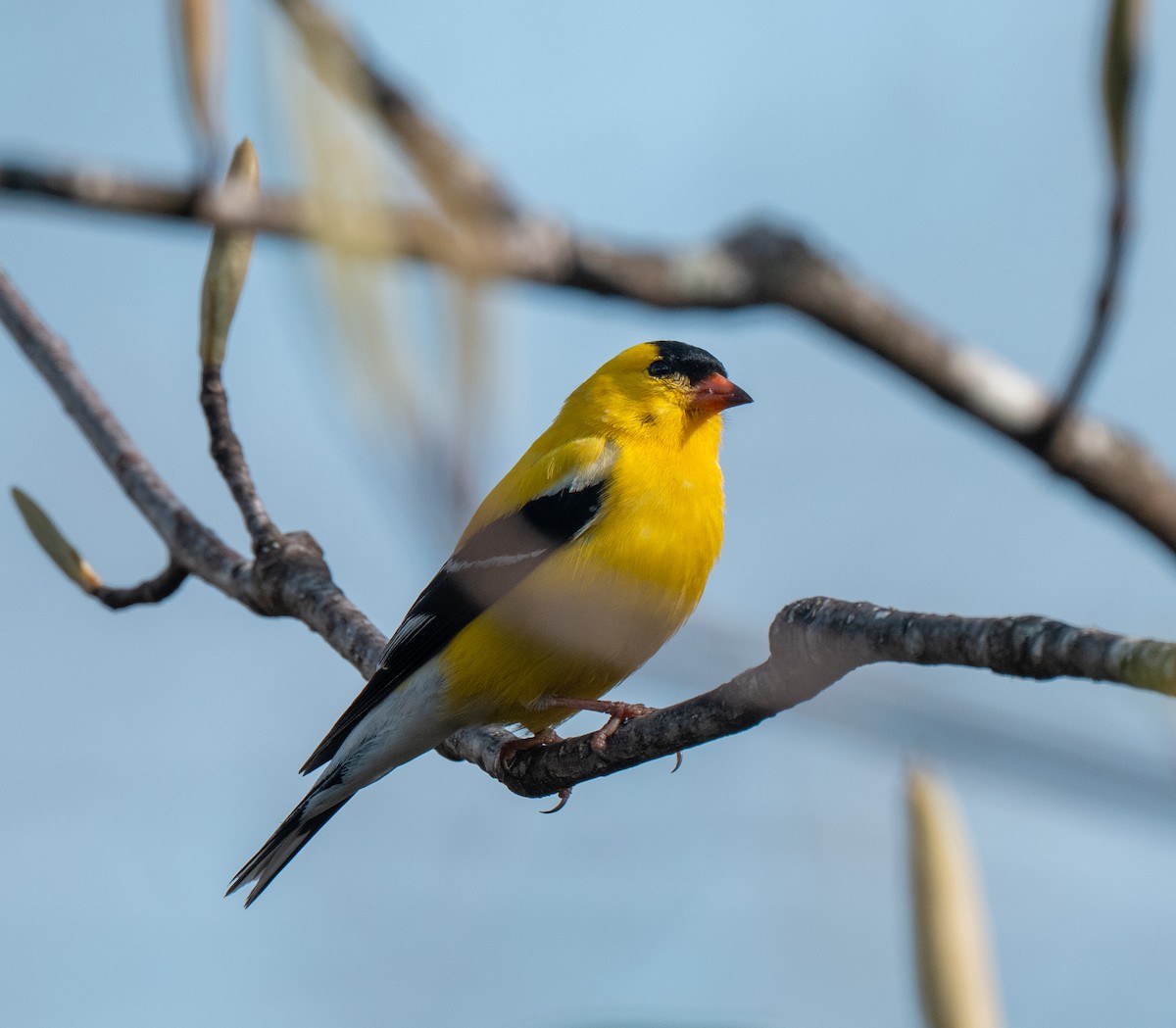 Goldzeisig - ML634459023