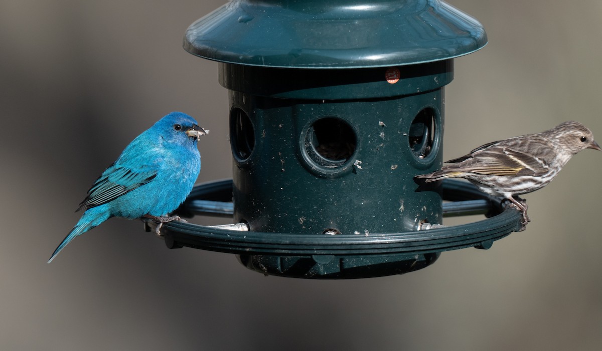 Indigofink - ML634459069