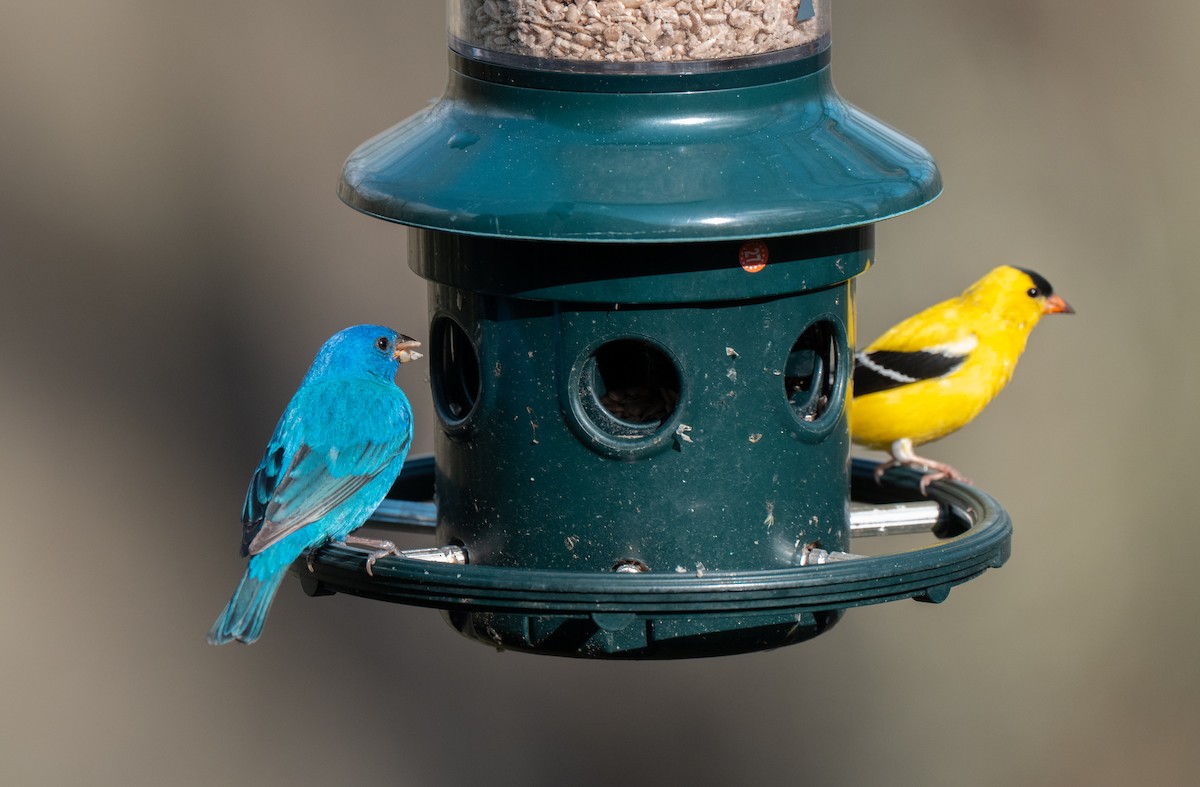 Indigofink - ML634459071