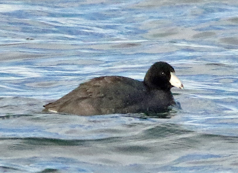 American Coot (Red-shielded) - ML634459087