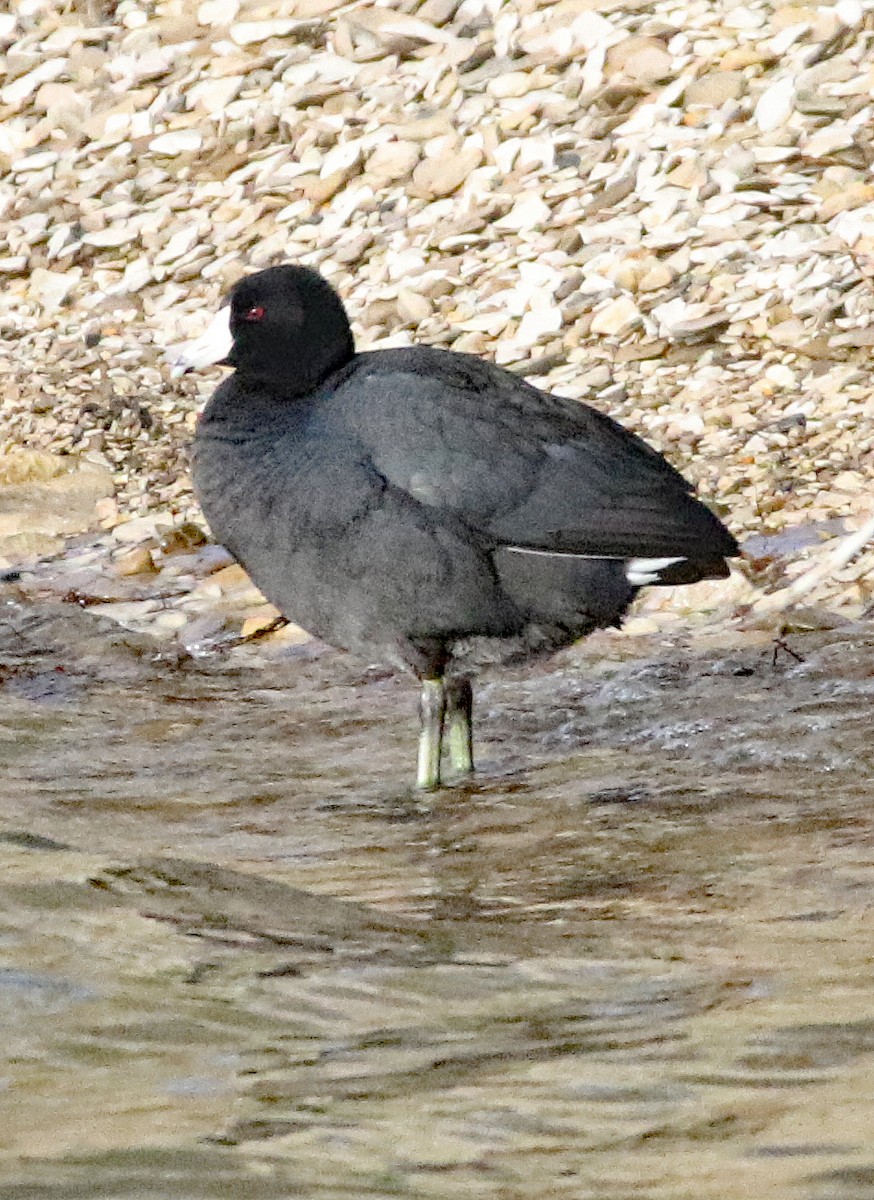 American Coot (Red-shielded) - ML634459098