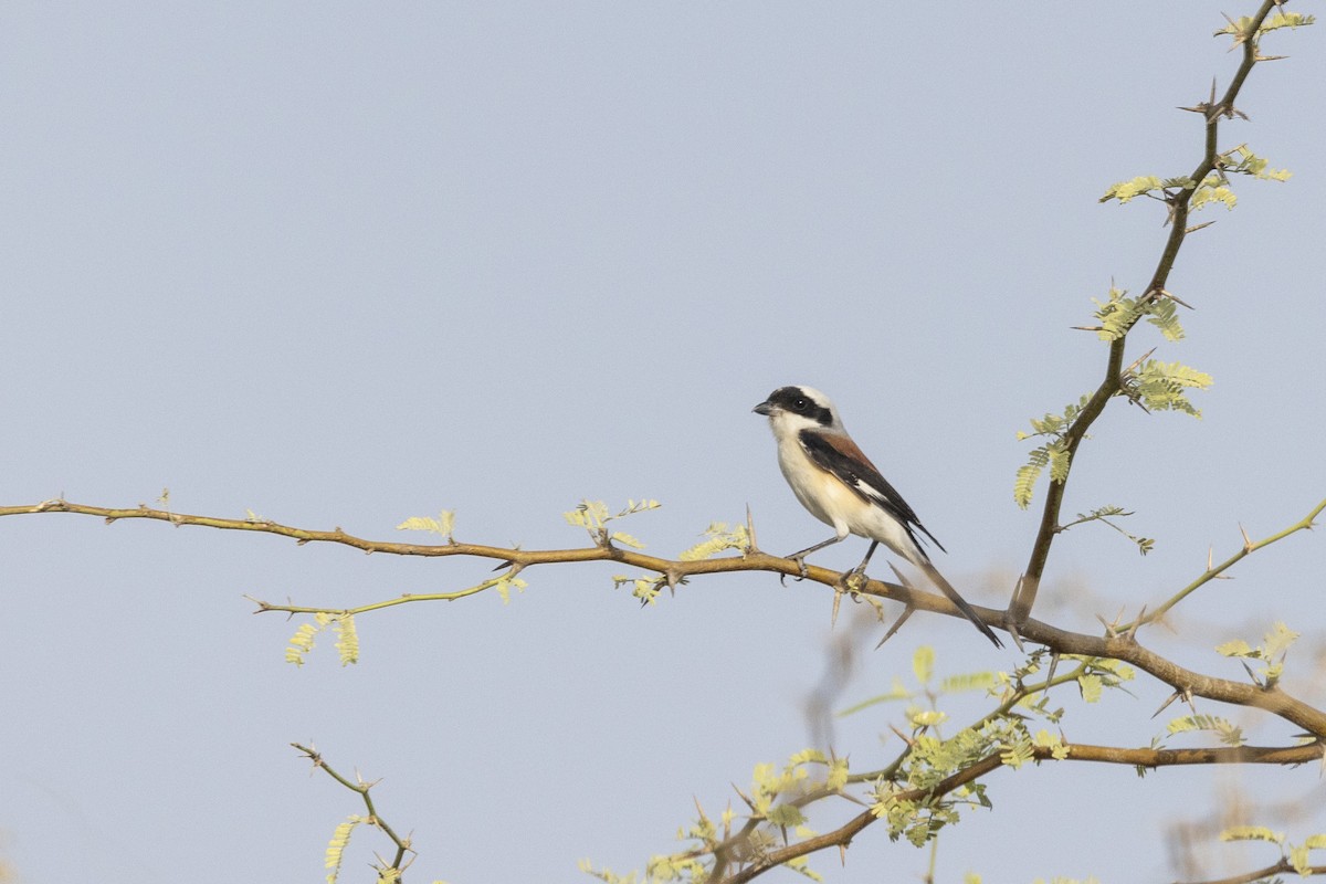 Bay-backed Shrike - ML634459115