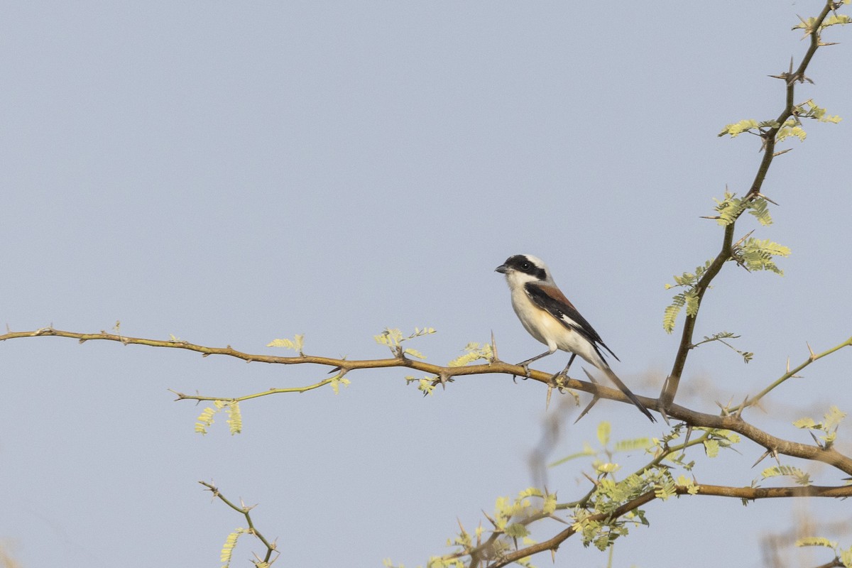 Bay-backed Shrike - ML634459116