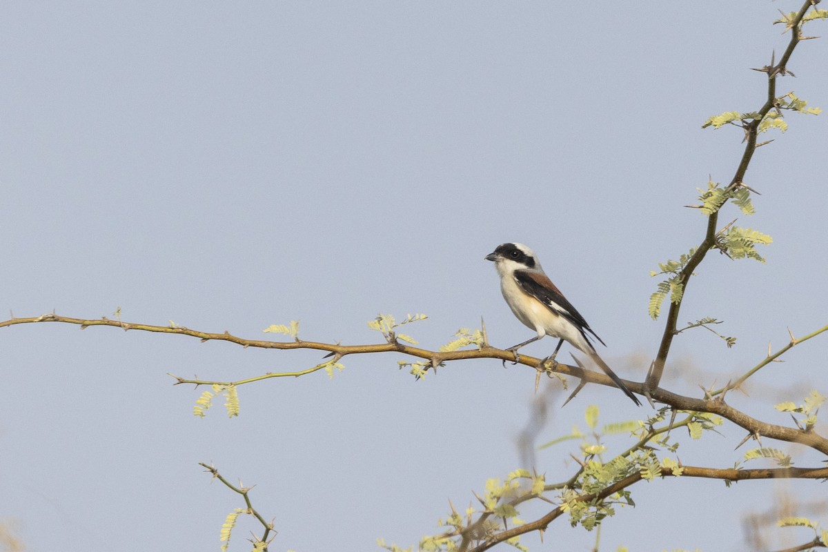 Bay-backed Shrike - ML634459117