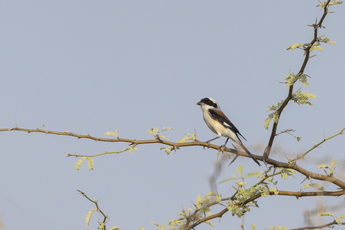 Bay-backed Shrike - ML634459118