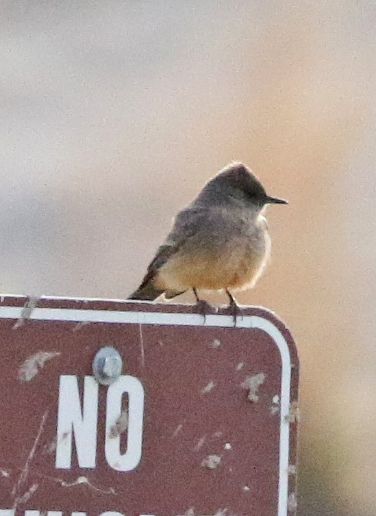 Say's Phoebe - ML634459202