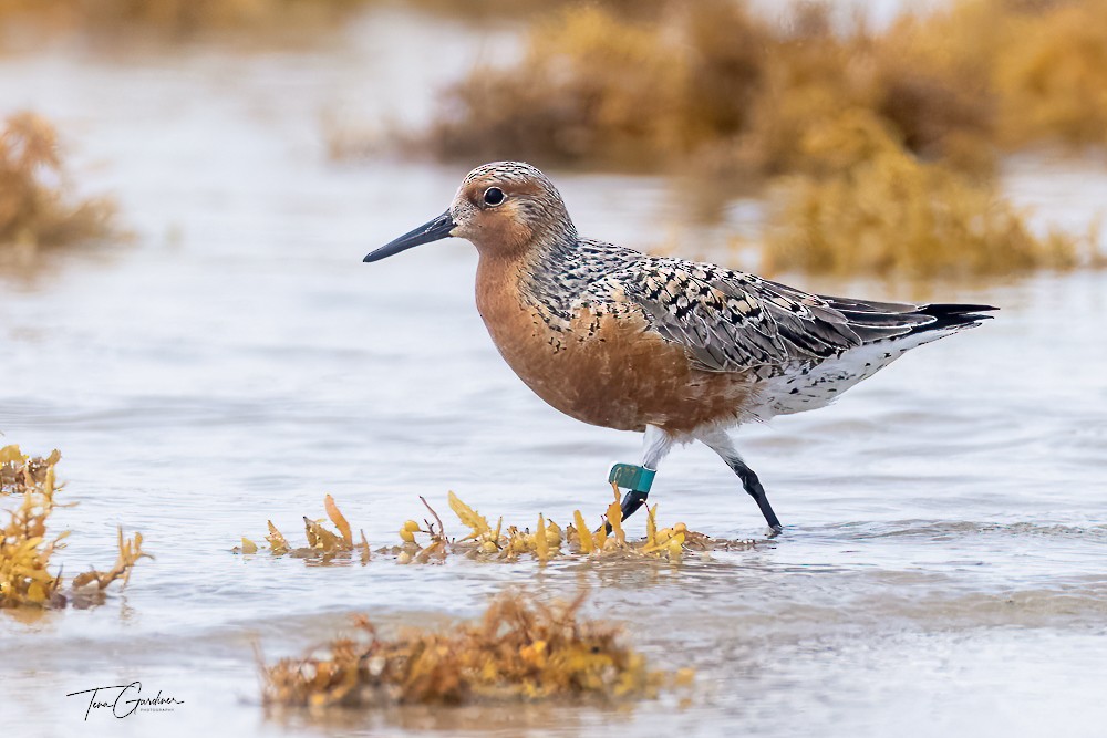 Red Knot - ML634459594