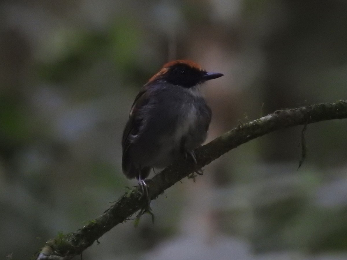 Black-cheeked Gnateater - ML634459610