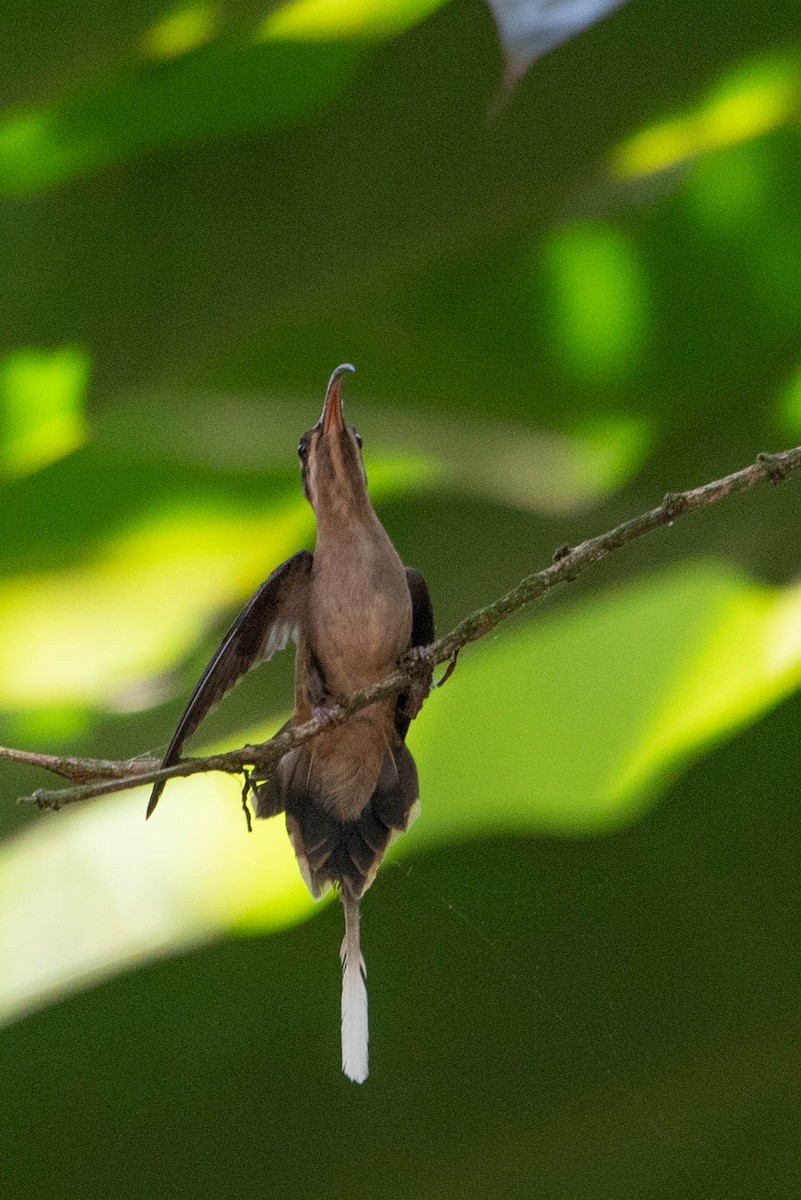 Long-billed Hermit - ML634459706