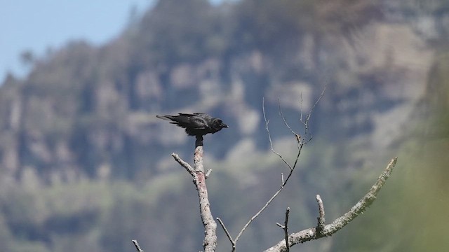 Large-billed Crow - ML634459757