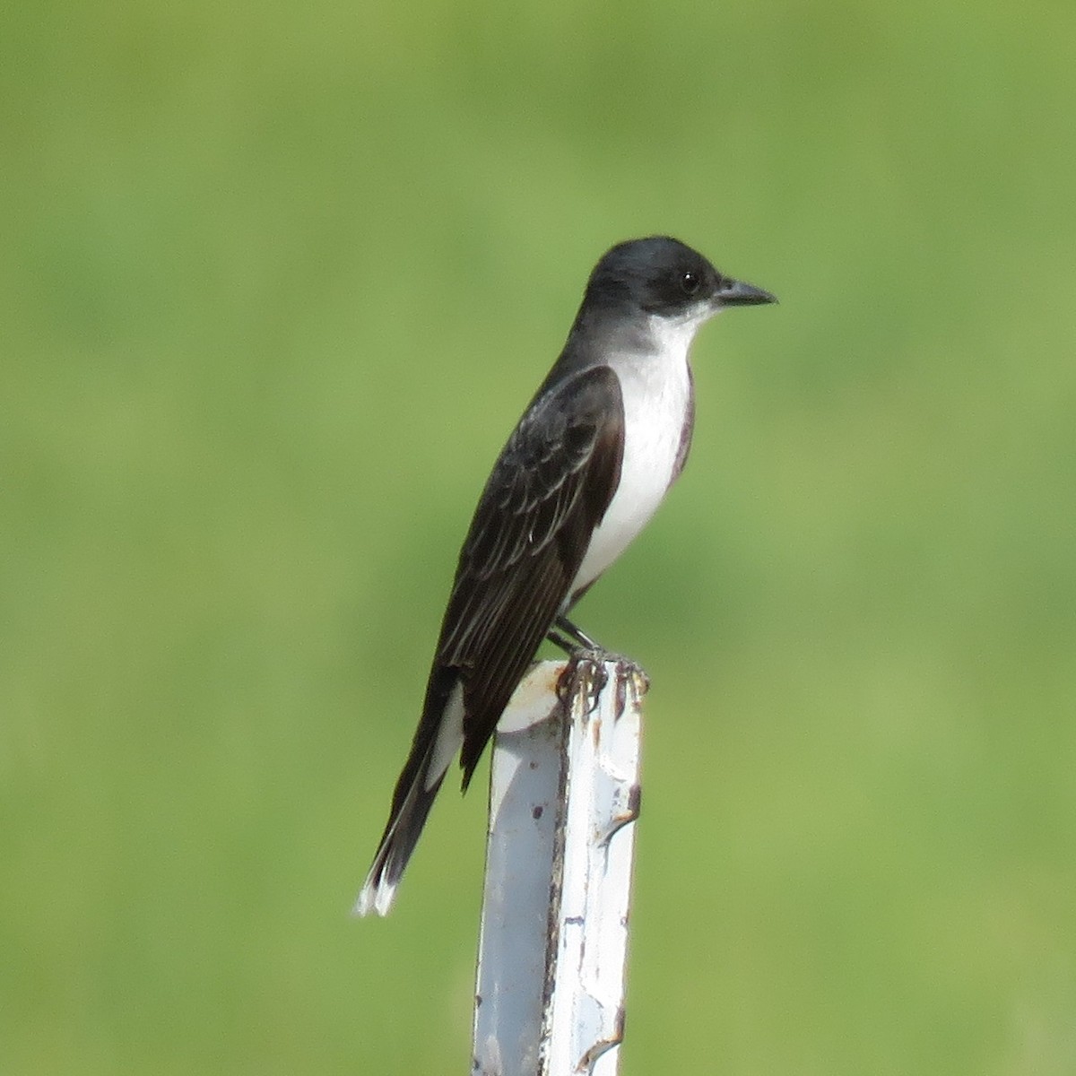 Eastern Kingbird - Jan Thom